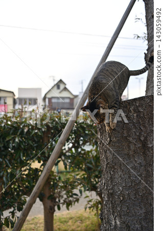 Pheasant cat on tree Pheasant cat on tree 143059492