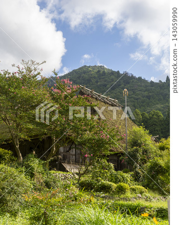 An old farmhouse with a thatched roof and crape myrtle flowers 143059990