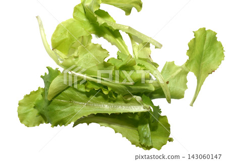 Green lettuce leaves. Green lettuce leaves. 143060147