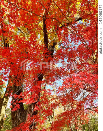 The forest glows in autumn colors The forest glows in autumn colors 143060173