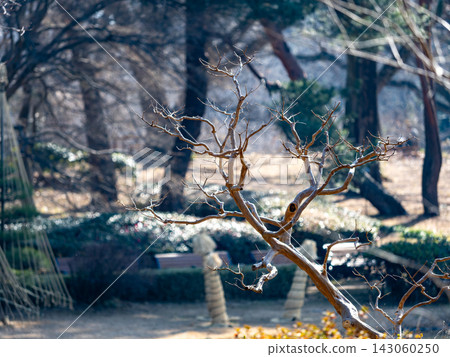 冬日公園景色:冬日的樹木、稻草捆和白雪覆蓋的樹木。 冬日公園景色:冬日的樹木、稻草捆和白雪覆蓋的樹木。 143060250