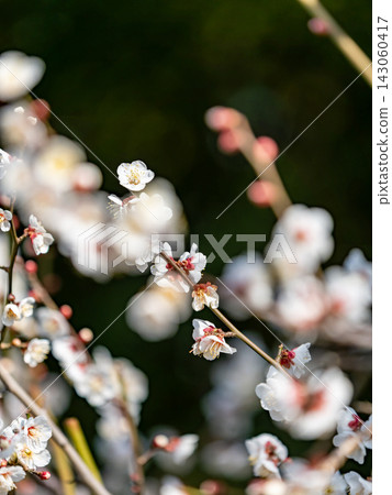 早春盛開的小白梅花 早春盛開的小白梅花 143060417