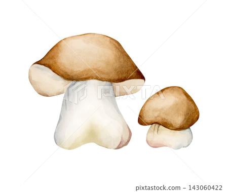 Cute Boletus. Autumn forest mushrooms bolete porcini Watercolor hand drawn floral food illustration isolated on white background for fall design home kitchen textile table cloth porcelain crockery Cute Boletus. Autumn forest mushrooms bolete porcini Watercolor hand drawn floral food illustration isolated on white background for fall design home kitchen textile table cloth porcelain crockery 143060422