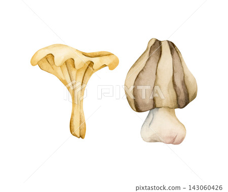Cute Chanterelles. Autumn forest mushrooms Watercolor hand drawn floral food illustration isolated on white background pastel for cozy fall design home kitchen textile table cloth porcelain crockery Cute Chanterelles. Autumn forest mushrooms Watercolor hand drawn floral food illustration isolated on white background pastel for cozy fall design home kitchen textile table cloth porcelain crockery 143060426