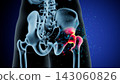 Dynamic Anatomy of the Human Hip Joint: Structure and Movement Insights 143060826