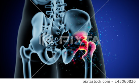 Dynamic Anatomy of the Human Hip Joint: Structure and Movement Insights Dynamic Anatomy of the Human Hip Joint: Structure and Movement Insights 143060826