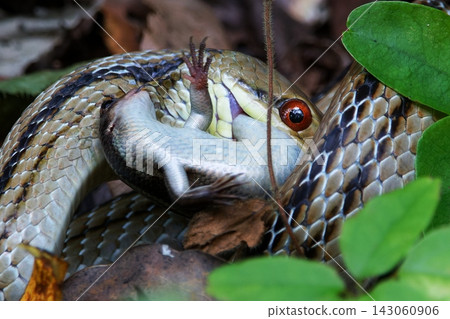 Japanese grass lizard and striped snake Japanese grass lizard and striped snake 143060906