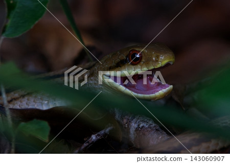 Shimate snake Shimate snake 143060907