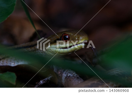Shimate snake Shimate snake 143060908
