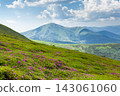 Beautiful atmospheric view of Chornohora mountains from Mount Hoverla with blooming rhododendron flowers on the meadow. It is the highest mountain of the Ukrainian Carpathian Mountains 143061060