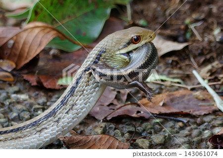 Striped snake vs. lizard Striped snake vs. lizard 143061074