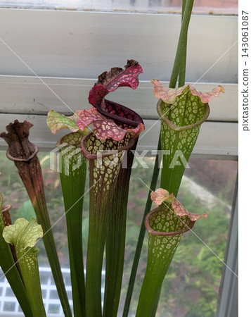 Sarracenia carnivorous leaves 143061087