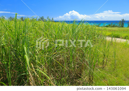 Okinawa, Uruma City: A landscape of sugarcane fields along the coast. Okinawa, Uruma City: A landscape of sugarcane fields along the coast. 143061094