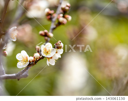 Neat white plum blossoms in full bloom heralding the arrival of spring Neat white plum blossoms in full bloom heralding the arrival of spring 143061130