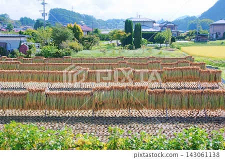 Rural landscape and rice drying racks in the paddies Rural landscape and rice drying racks in the paddies 143061138