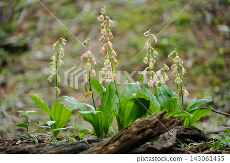 神奈川縣 - 丹澤山脈，戶之岳 - 惠老根（Calanthe） 143061455