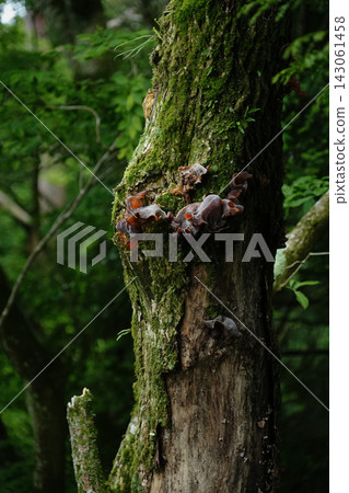 Kanagawa Prefecture - Tanzawa Mountains, Mt. Tōnodake - Petal-shaped Adhesive Mushroom (Hanabira-nikawatake) Kanagawa Prefecture - Tanzawa Mountains, Mt. Tōnodake - Petal-shaped Adhesive Mushroom (Hanabira-nikawatake) 143061458