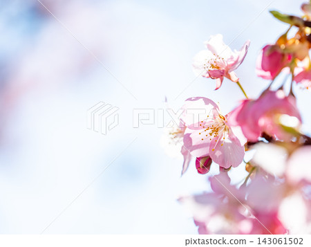 Beautiful Kanzakura cherry blossoms in full bloom, heralding the arrival of spring. Beautiful Kanzakura cherry blossoms in full bloom, heralding the arrival of spring. 143061502