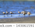 A herd of grey plovers 143061591