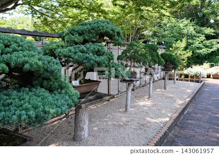 植物園裡的盆景 植物園裡的盆景 143061957