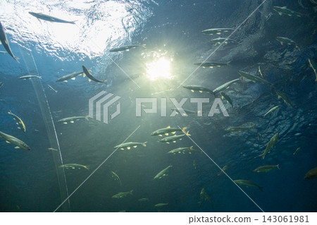 Freshwater fish exhibit at Lake Biwa Museum 143061981