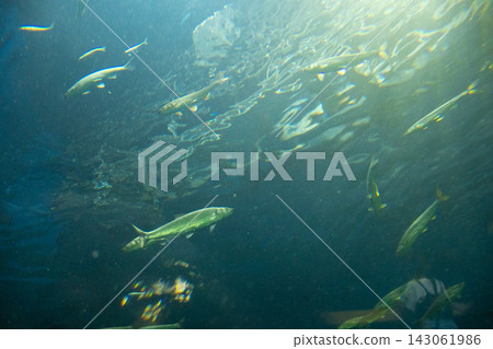 琵琶湖博物館淡水魚展覽 琵琶湖博物館淡水魚展覽 143061986