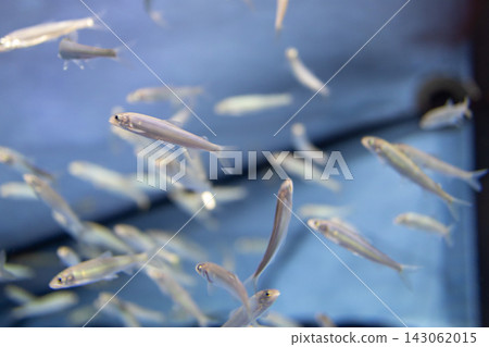 Freshwater fish at Lake Biwa Museum Freshwater fish at Lake Biwa Museum 143062015
