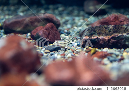 Freshwater fish at Lake Biwa Museum Freshwater fish at Lake Biwa Museum 143062016