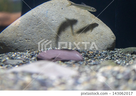 Freshwater fish at Lake Biwa Museum 143062017
