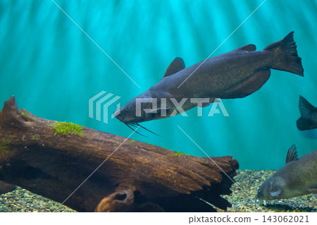 琵琶湖博物館的巨型鯰魚 琵琶湖博物館的巨型鯰魚 143062021