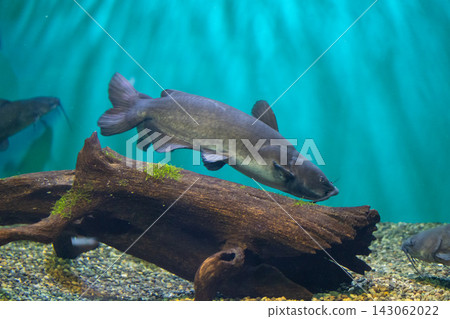琵琶湖博物館的巨型鯰魚 琵琶湖博物館的巨型鯰魚 143062022