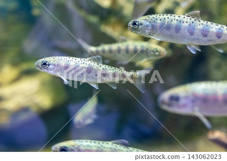 琵琶湖館的琵琶鱒魚 琵琶湖館的琵琶鱒魚 143062023
