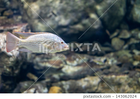 琵琶湖博物館的淡水魚 琵琶湖博物館的淡水魚 143062024