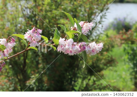 The double-flowered Deutzia gracilis, with its pink outer petals and white inner petals, blooms in the park in spring. The double-flowered Deutzia gracilis, with its pink outer petals and white inner petals, blooms in the park in spring. 143062352