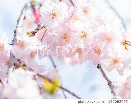 Spring is in full swing, and the sight of cherry blossoms in full bloom is exhilarating. Spring is in full swing, and the sight of cherry blossoms in full bloom is exhilarating. 143062465