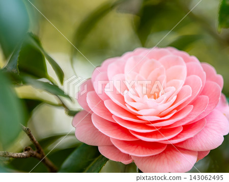 Beautiful pink camellia flowers Beautiful pink camellia flowers 143062495