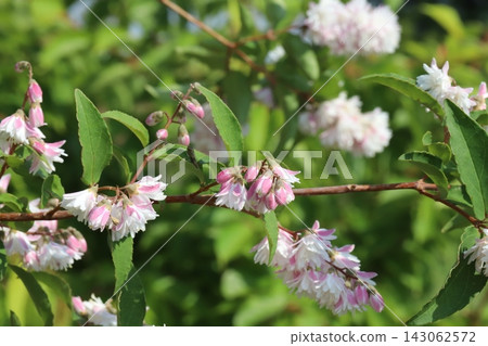 The double-flowered Deutzia gracilis, with its pink outer petals and white inner petals, blooms in the park in spring. The double-flowered Deutzia gracilis, with its pink outer petals and white inner petals, blooms in the park in spring. 143062572