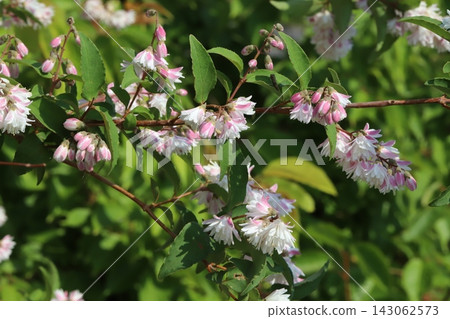 The double-flowered Deutzia gracilis, with its pink outer petals and white inner petals, blooms in the park in spring. The double-flowered Deutzia gracilis, with its pink outer petals and white inner petals, blooms in the park in spring. 143062573