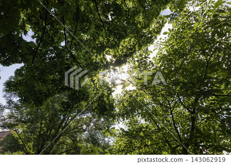 Looking upward through lush green tree canopy in a dense summer forest, low-angle perspective showcasing fresh foliage and branches framing a bright blue sky with white fluffy clouds on a sunny day. Looking upward through lush green tree canopy in a dense summer forest, low-angle perspective showcasing fresh foliage and branches framing a bright blue sky with white fluffy clouds on a sunny day. 143062919