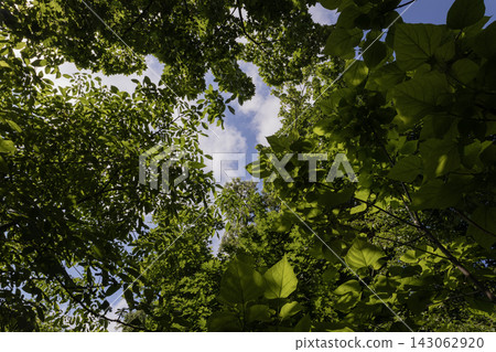 Looking upward through lush green tree canopy in a dense summer forest, low-angle perspective showcasing fresh foliage and branches framing a bright blue sky with white fluffy clouds on a sunny day. Looking upward through lush green tree canopy in a dense summer forest, low-angle perspective showcasing fresh foliage and branches framing a bright blue sky with white fluffy clouds on a sunny day. 143062920