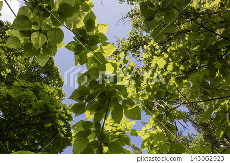 Looking straight up through dense green canopy of summer trees, low-angle perspective showcasing fresh maple leaves and branches framing a bright sky with soft clouds in a peaceful natural park. 143062923