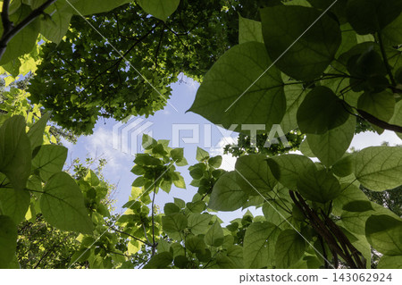 Looking straight up through dense green canopy of summer trees, low-angle perspective showcasing fresh maple leaves and branches framing a bright sky with soft clouds in a peaceful natural park. 143062924