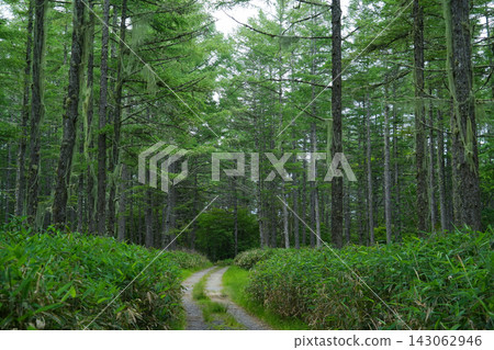 長野縣富士見町，入笠濕地附近 143062946