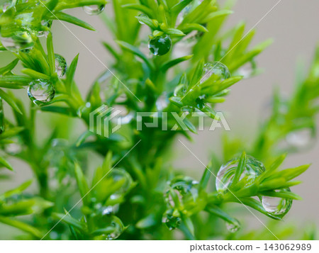 A natural Christmas tree decorated with raindrops A natural Christmas tree decorated with raindrops 143062989