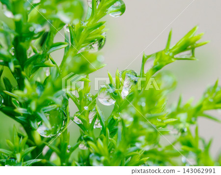 A natural Christmas tree decorated with raindrops A natural Christmas tree decorated with raindrops 143062991