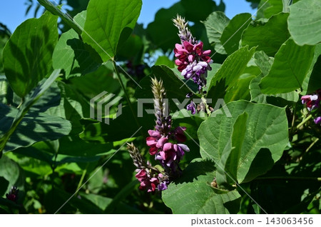 Kudzu (Fabaceae family), a herbaceous plant of the genus Pueraria. 143063456