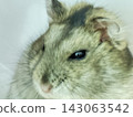 Cute hamster 143063542