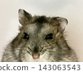 Cute hamster 143063543