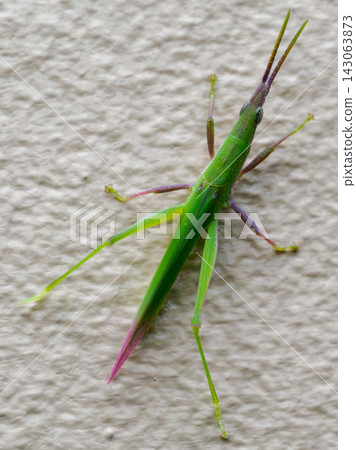Colorful Oriental Long-headed Grasshopper Colorful Oriental Long-headed Grasshopper 143063873