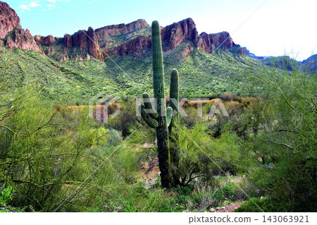 Salt River Recreation Area Arizona Salt River Recreation Area Arizona 143063921